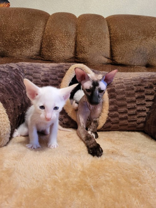 Предлагаем изумительных ориентальных котят. Кременчуг - изображение 6