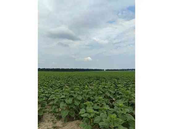 продажа земля сельскохозяйственного назначения Бородянский, Лубянка, 11893757 грн. 