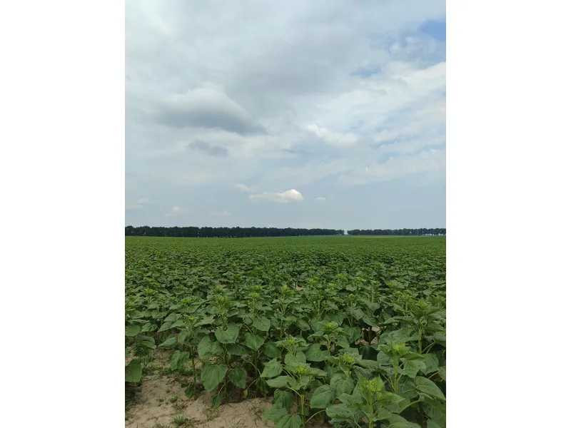 продажа земля сельскохозяйственного назначения Бородянский, Лубянка, 11893757 грн.  - зображення 5