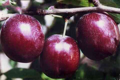 Продам саджанці слив Сквира