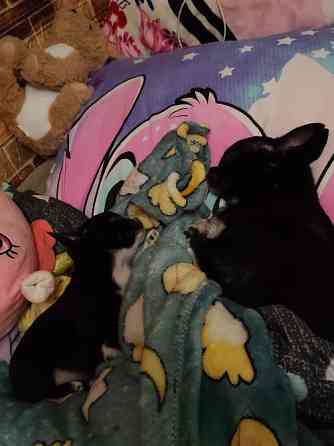 Продам хлопчика чихуахуа Ровно