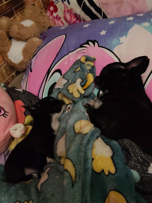 Продам хлопчика чихуахуа Ровно - изображение 4