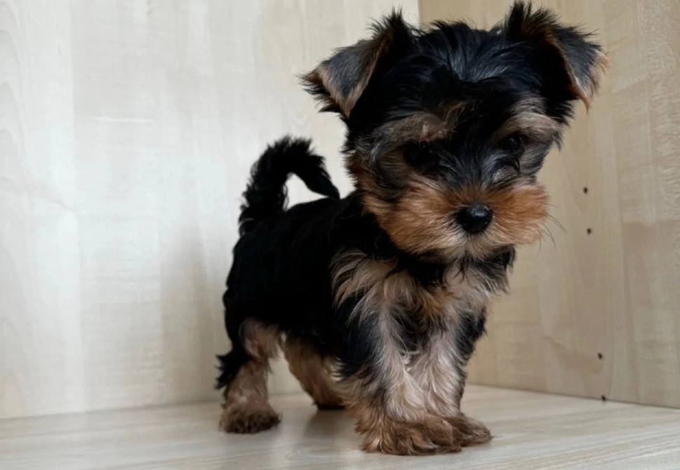 Йоркширський тер'єр міні щеня Вінниця - зображення 2