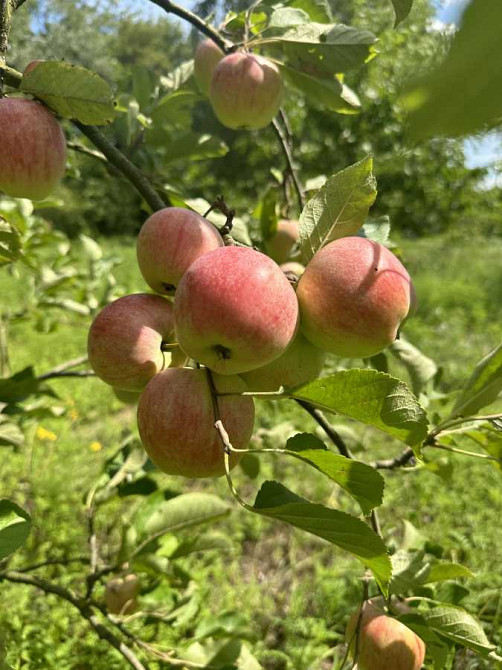 продажа участок под жилую застройку Бориспольский, Вишенки, 30000 евро  - зображення 8