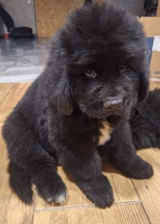 Ньюфаундленд цуценята КСУ- FCI Херсон