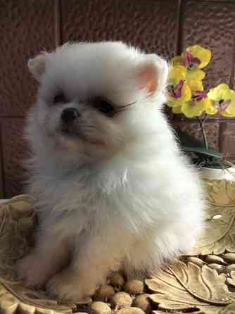 Шпиц померанский Кам'янець-Подільський