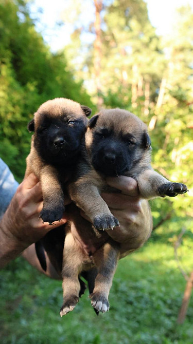 Цуценята бельгійської вівчарки (малінуа) Киев - изображение 1