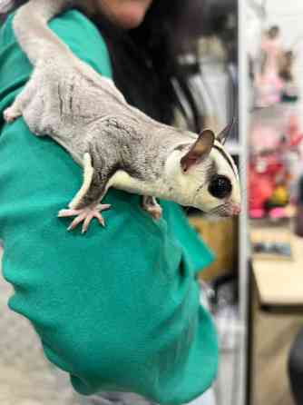 Малыши летающей белки летяги Киев