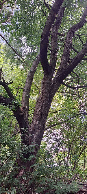 Продаж. Земельна ділянка у СТ «Калиновий Гай», с. Кожухівка 10сот Киев - изображение 12