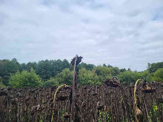 продажа земля сельскохозяйственного назначения Бориспольский, Головуров, 69036 грн. 