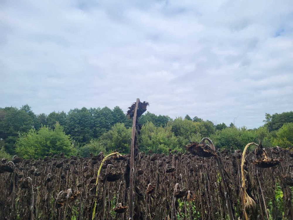 продажа земля сельскохозяйственного назначения Бориспольский, Головуров, 69036 грн.  - зображення 1