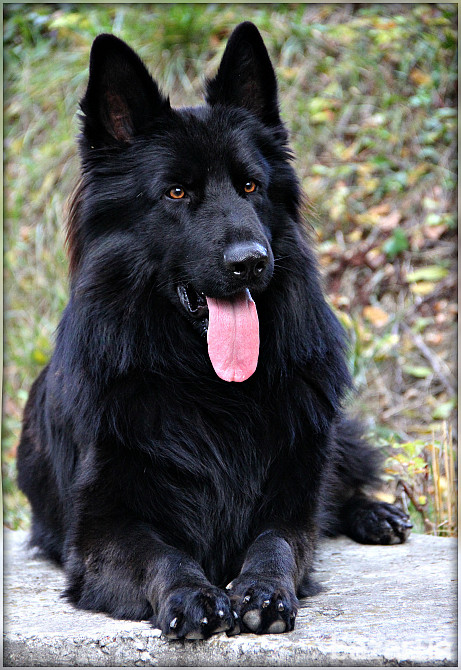 Німецька вівчарки. Розплідник. Кобелі та суки. Київ - зображення 9