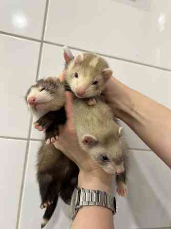 Хорек, Фретка, декоративні ручні тхоренята Киев