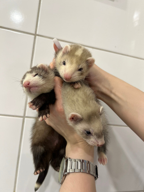 Хорек, Фретка, декоративні ручні тхоренята Киев - изображение 4