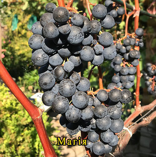 Виноград для соку та вина (саджанці технічних сортів) Харків - зображення 5