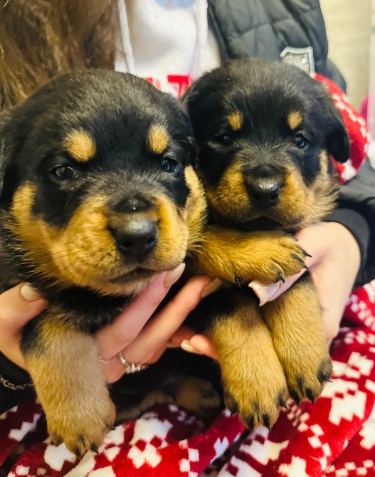 Продам ротвейлерів Київ - зображення 10