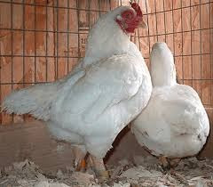 Продам молодих курей породи Корніш промисловий Баришівка - зображення 1