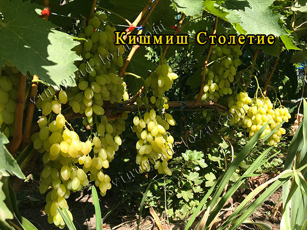 Великоплідний кишмиш - виноград Століття. Саджанці. Харків Харків - зображення 3