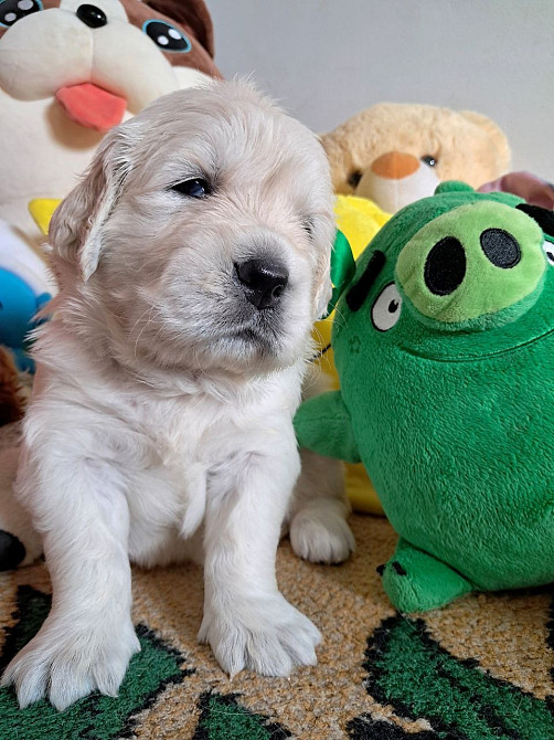 Цуценята золотистого ретрівера Киев - изображение 1