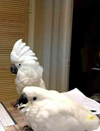 Пташеня какаду окільцьований Київ