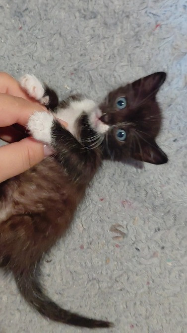 🐾 Маленькі янголятка-кошенята шукають люблячу родину 💕 Киев - изображение 2