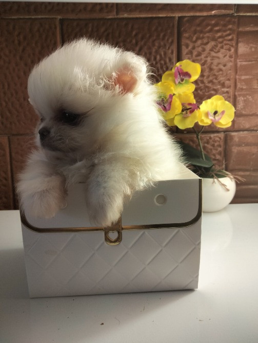 Шпиц померанский мини Каменец-Подольский - изображение 2