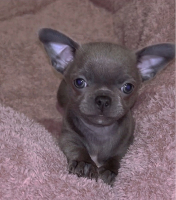 Предлагается к бронированию Харків - зображення 1