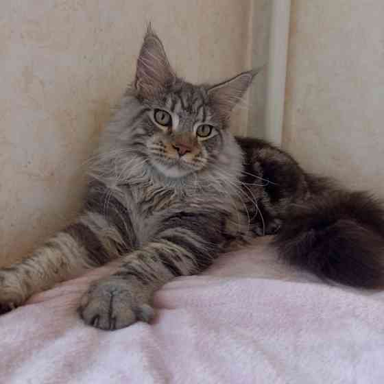 Мейн Кун мальчик Днепр