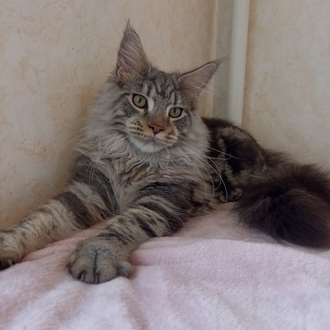 Мейн Кун мальчик Днепр - изображение 1