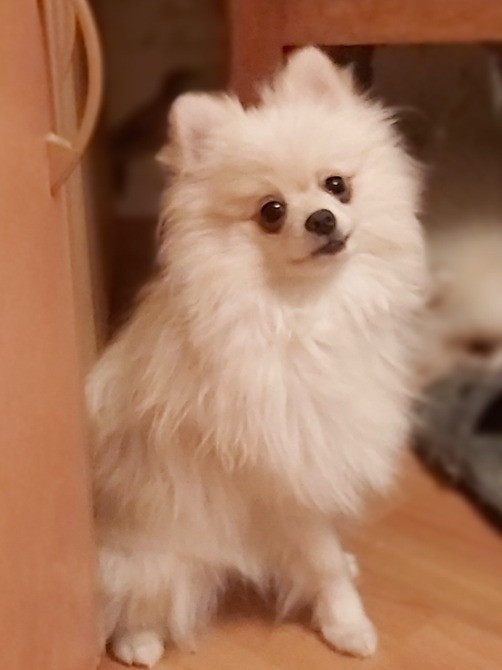 Хлопці шпіцулі,красунчики Полтава - зображення 1