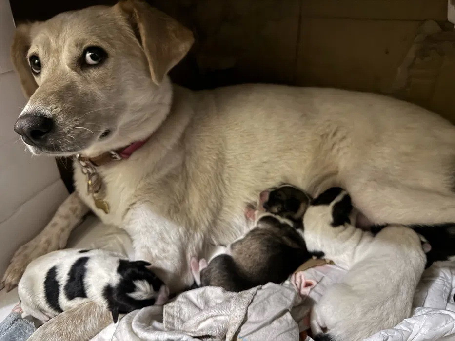 щенки в добрые руки Кривой Рог - изображение 6