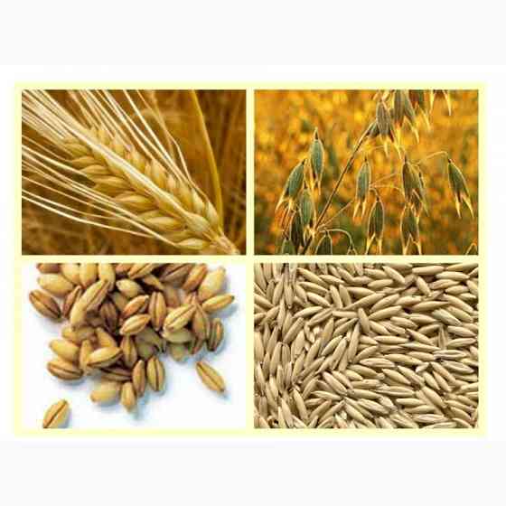 Куплю некондиційне зерно. Відходи зернових, бобових, олійних Дніпро