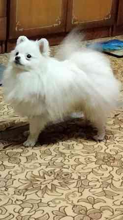 Вязка шпица мини Кам'янець-Подільський