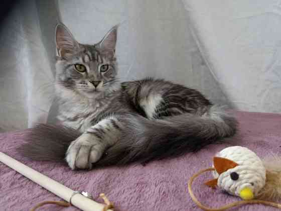 Мейн Кун девочка Дніпро