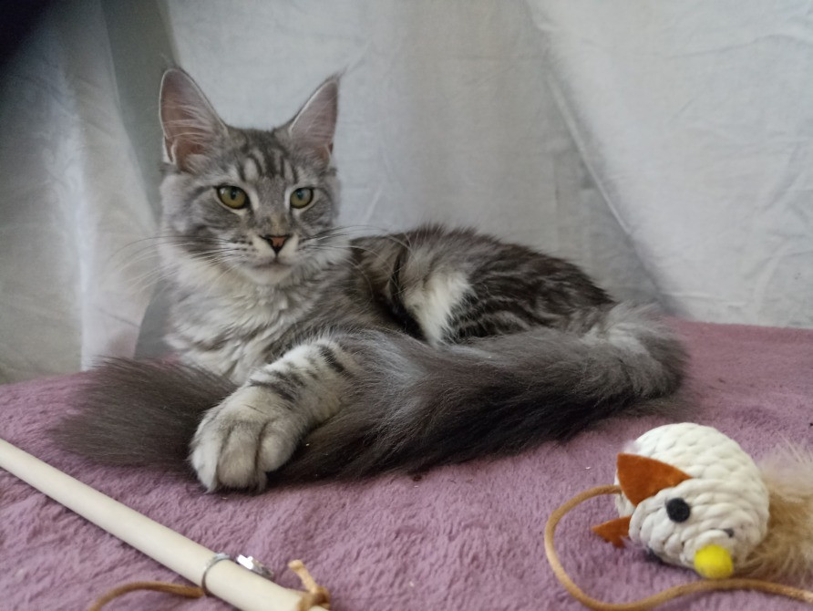 Мейн Кун девочка Дніпро - зображення 1