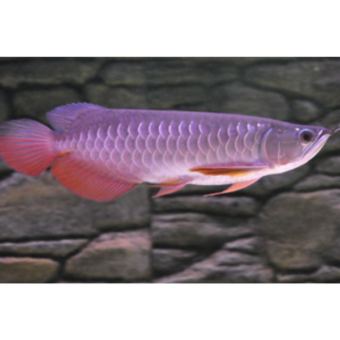 Super red arowana fish and stingray fish for sale Вінниця - зображення 2
