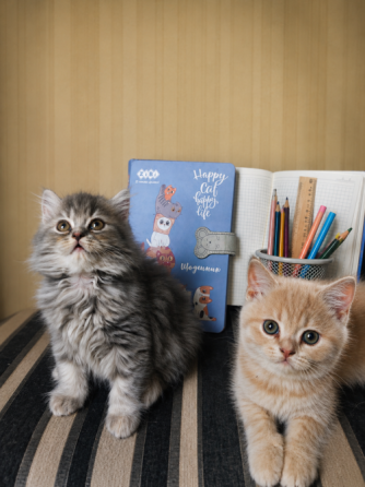 Кошенята Скотиш Кам'янець-Подільський