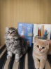 Кошенята Скотиш Кам'янець-Подільський