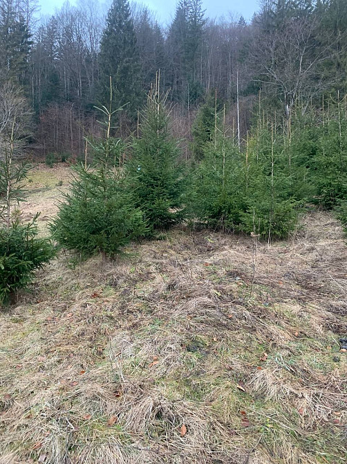 Земельна ділянка 0.35 га в Микуличині Яремче - зображення 7