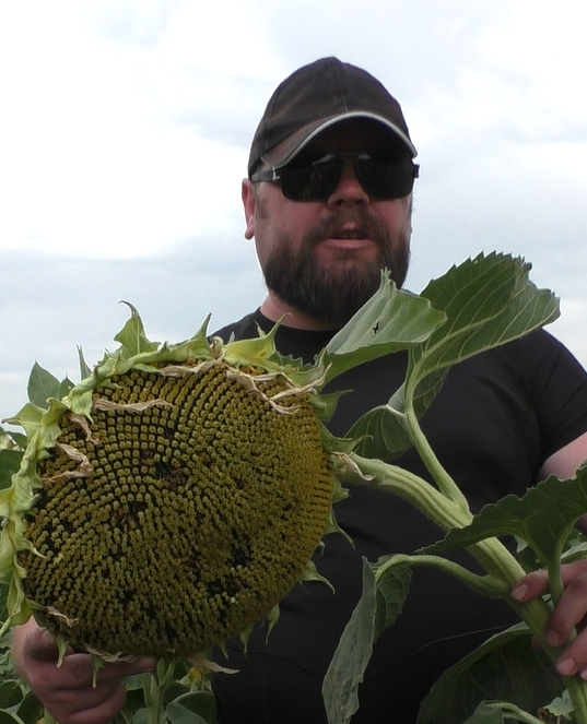 Насіння соняшника Флокс гранстар 50 Дніпро - зображення 1