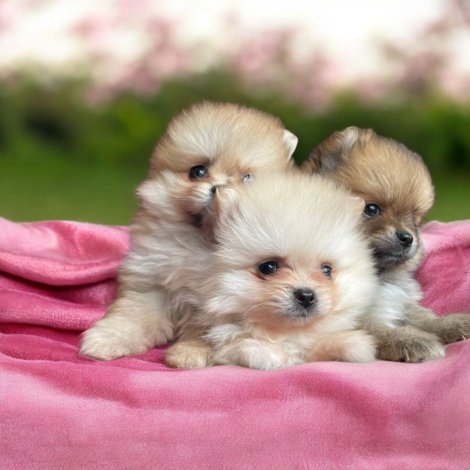 Померанский шпиц Харків - зображення 10