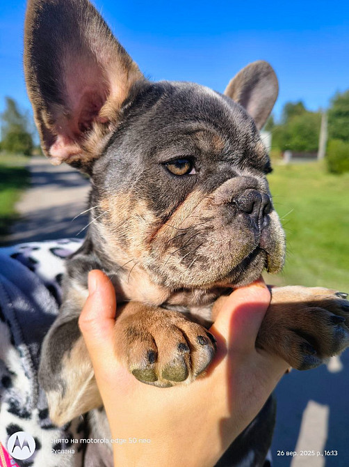 Маленьке диво французького бульдога шукає свою сім’ю 🐾 Луцк - изображение 3