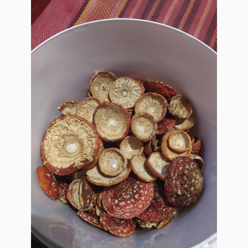 Мухомор червоний, сушений 1 сорт, закриті шляпки Овруч - изображение 3