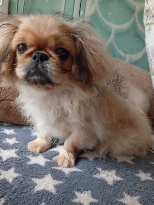 Продам собачку пікінес Житомир - изображение 1