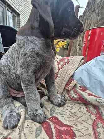 Продам цуценят Драатхар Запоріжжя