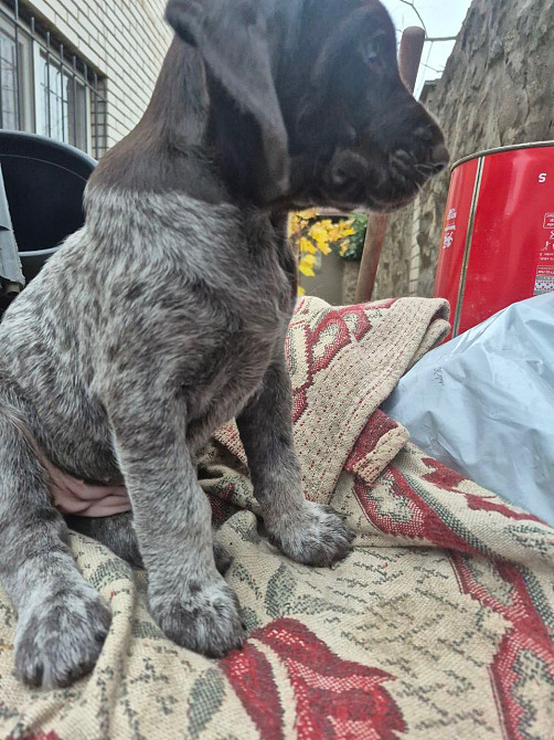 Продам цуценят Драатхар Запоріжжя - зображення 4