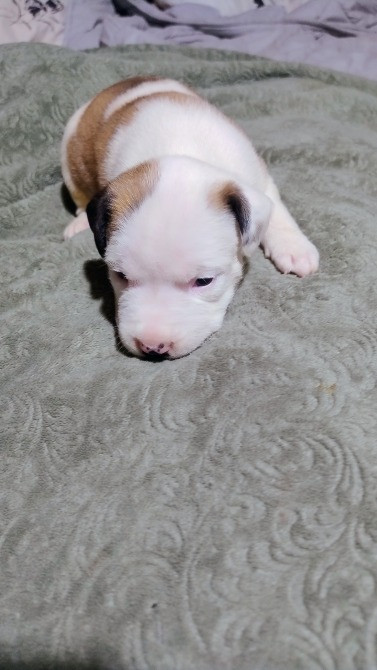 Цуцики американського стаффорширського тер'єра недорого Запорожье - изображение 10