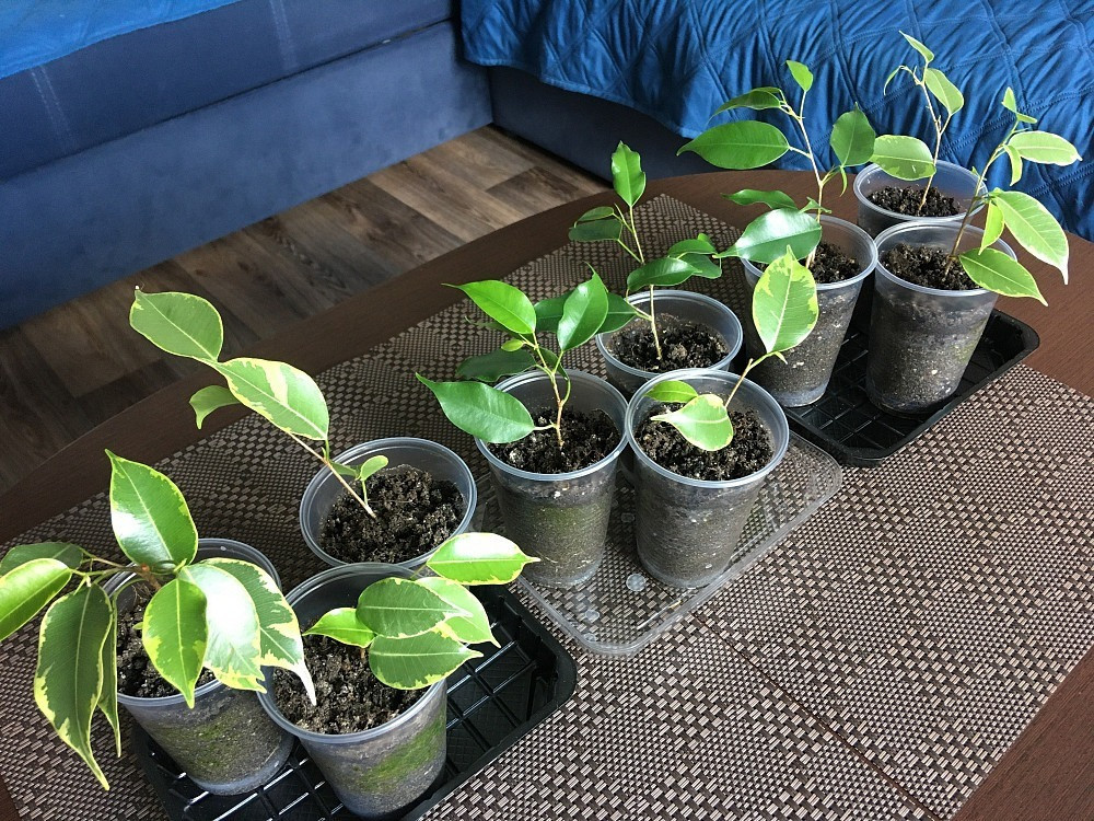 Черенки (ростки) фікуса Бенджаміна Харків - зображення 5