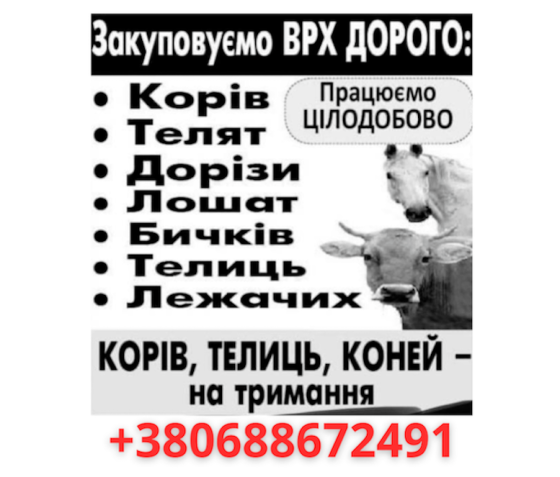 Закуповуємо телят, телиць, корів, коней Ніжин