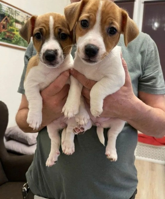 Джек Рассел терьер щенки Киев - изображение 1